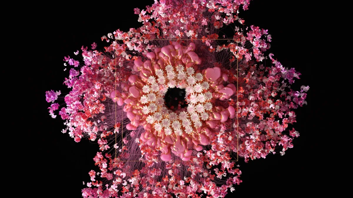 Hanami nicober