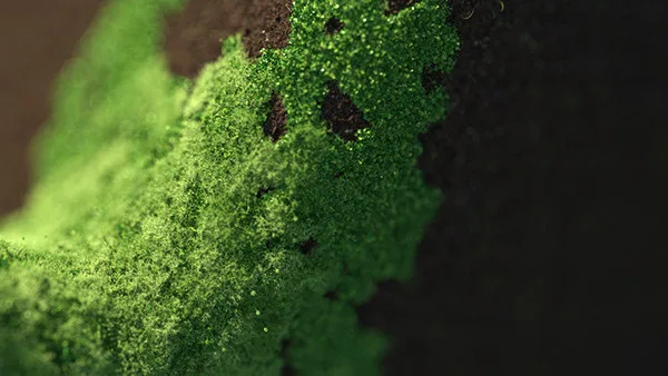 02 grass 05 1