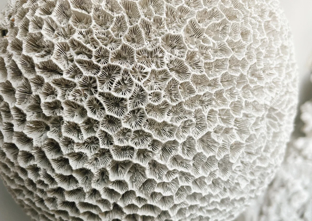 Window1